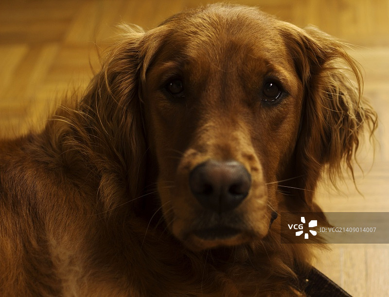 可爱的奥克利图片素材