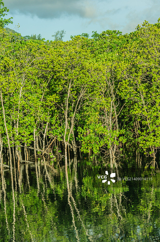 塞舌尔马埃岛红树林，康斯坦斯艾菲莉亚酒店图片素材