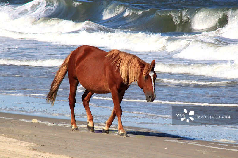 花冠种马图片素材