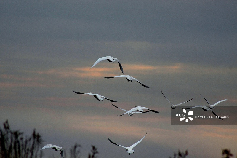 美国北卡罗来纳州苔原天鹅栖息地图片素材