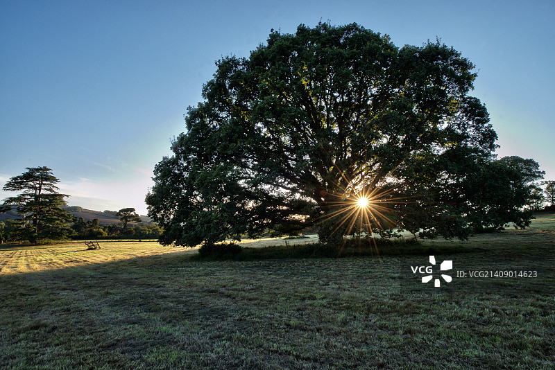 星爆梧桐图片素材