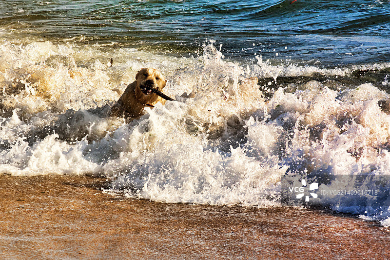 狗与海浪搏斗，争夺木棍图片素材