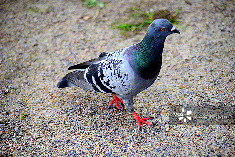 穿红色靴子的男人图片素材