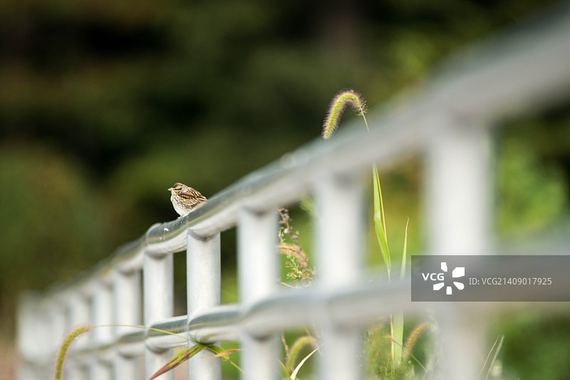 美国南劳雷尔风光图片素材