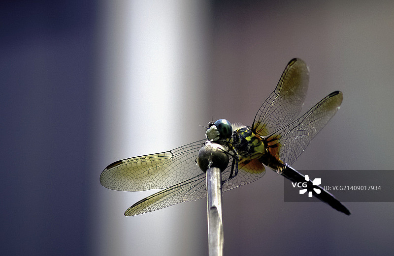 劳雷尔，美国图片素材