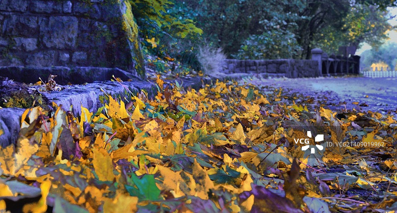 哥伦比亚河峡谷的落叶地毯图片素材