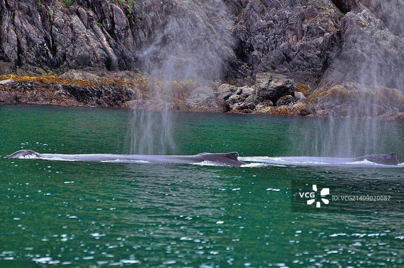 一对座头鲸喷气图片素材