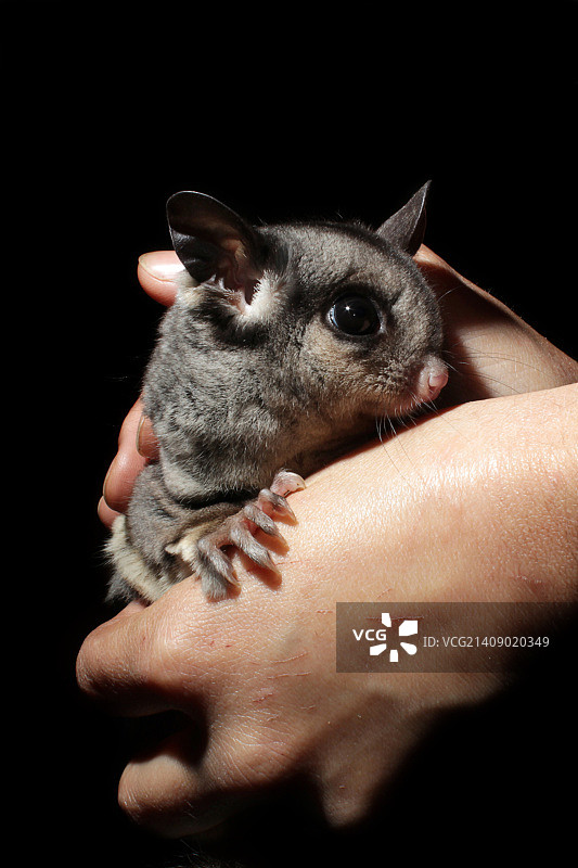 蜜袋鼯（2）图片素材