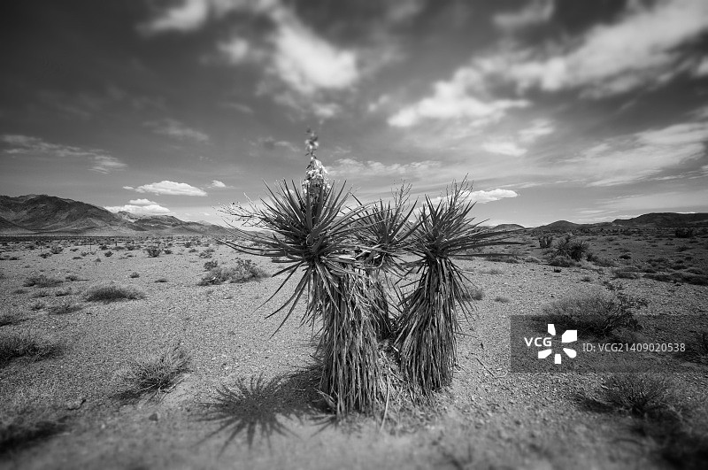死亡谷附近的丝兰图片素材