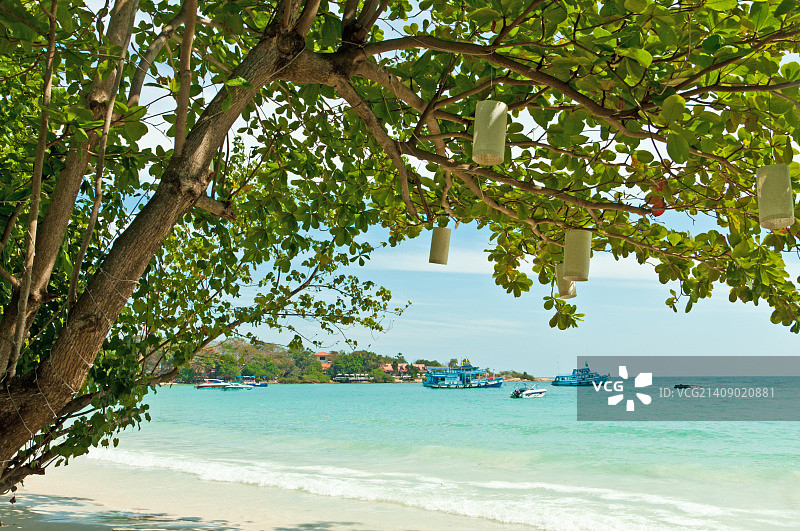 树上的灯笼图片素材