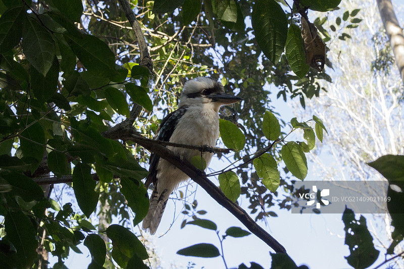笑翠鸟图片素材