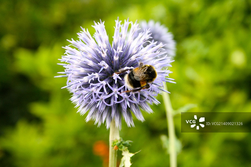 大黄蜂之恋图片素材