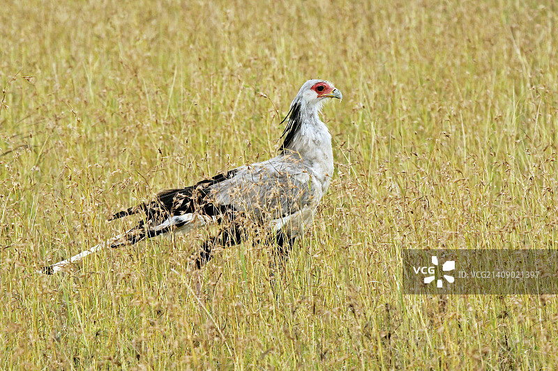 秘书的鸟图片素材