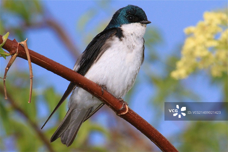 树燕子图片素材