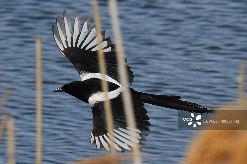 沼泽地上的喜鹊图片素材