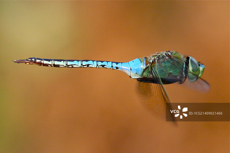 绿蜻蜓图片素材