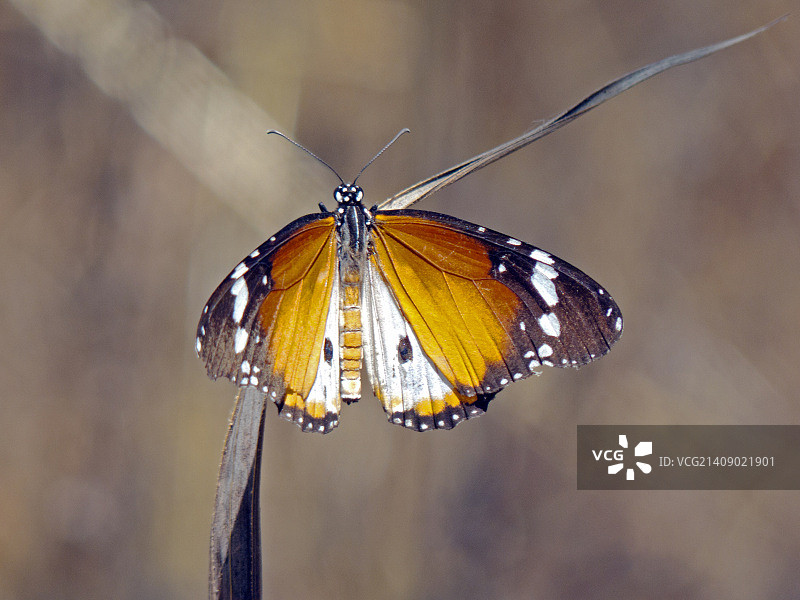 非洲帝王蝶图片素材