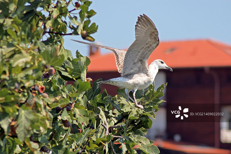 幼年银鸥图片素材