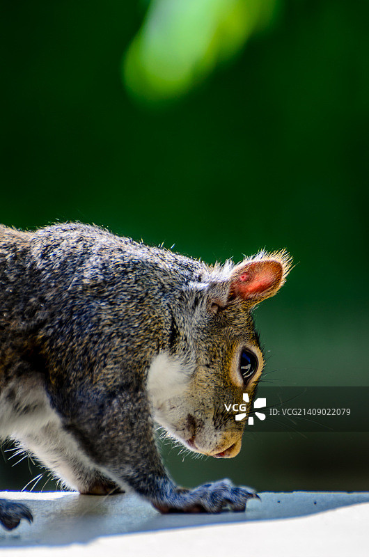 我看到你 - 美洲灰松鼠肖像图片素材