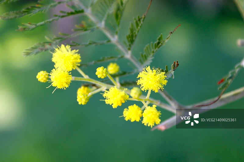 含羞草图片素材