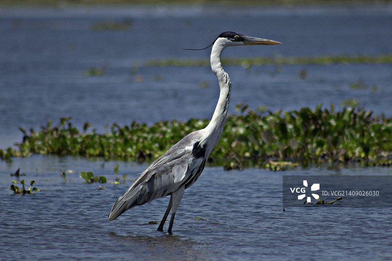 棕苍鹭图片素材