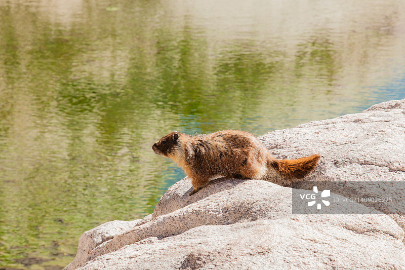 黄腹旱獭图片素材
