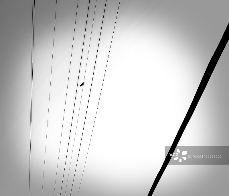 电线上的小鸟图片素材