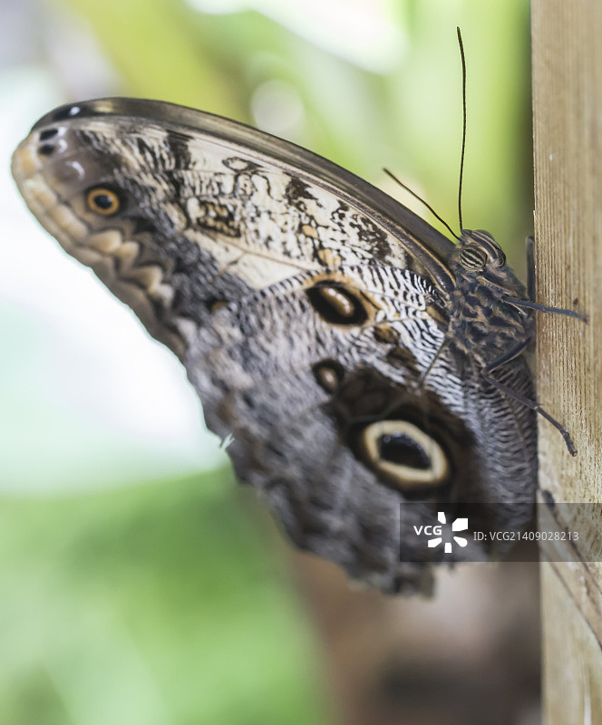 猫头鹰蝶图片素材