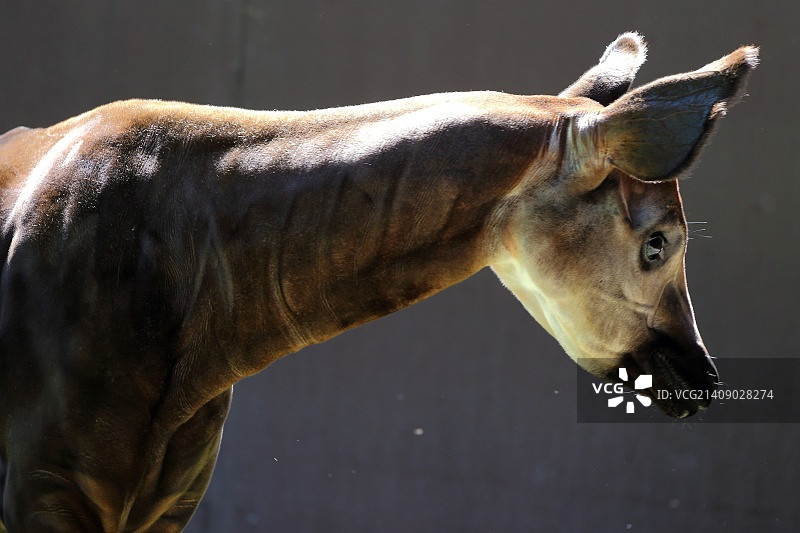 㺢㹢狓图片素材