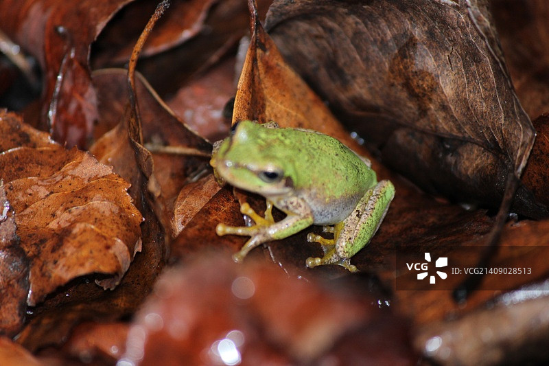 古巴树蛙图片素材