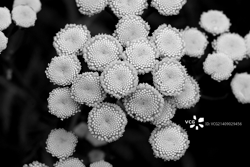 黑白菊蒿图片素材