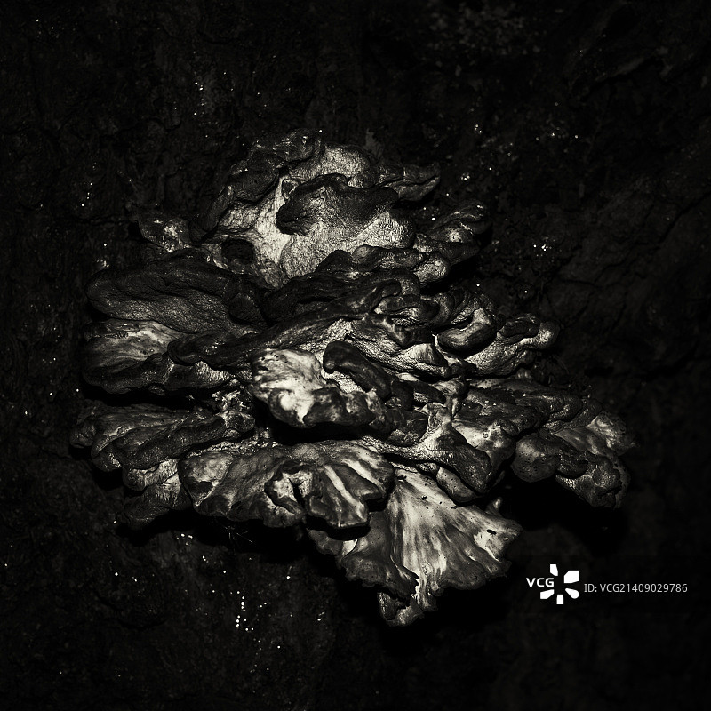 巨型真菌图片素材