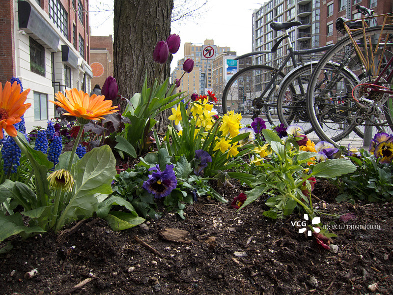 鲜花与自行车图片素材