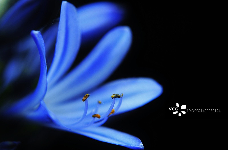 非洲百合微距摄影图片素材