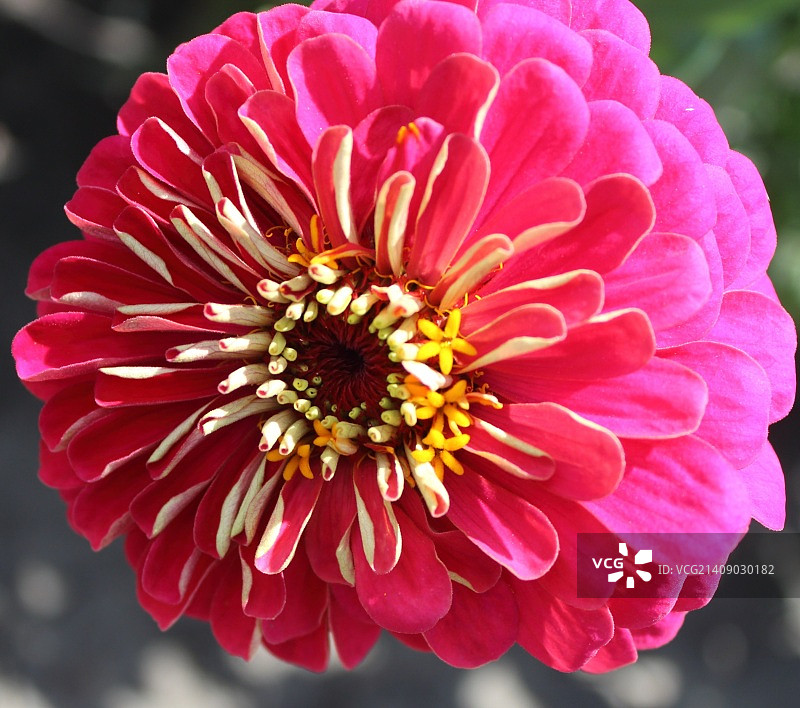 粉红色大丽花特写图片素材