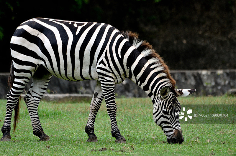 黑色或白色图片素材