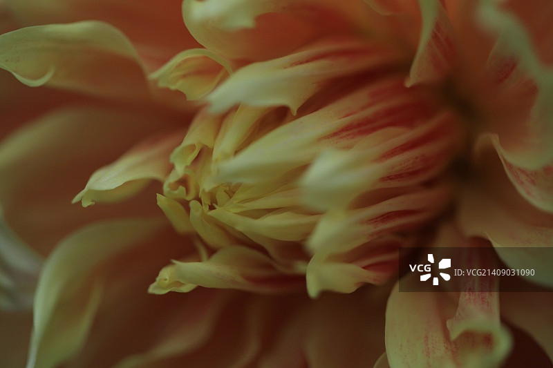 黄色唐菖蒲图片素材