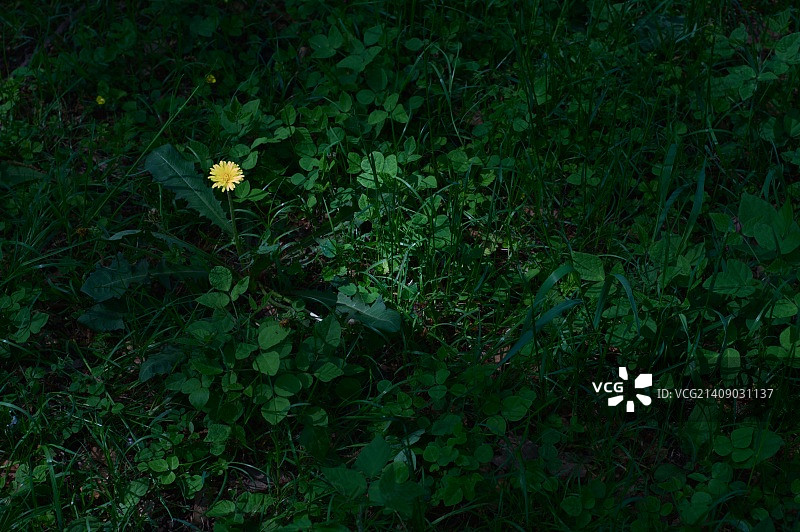 小金井公园西出口 - 2图片素材