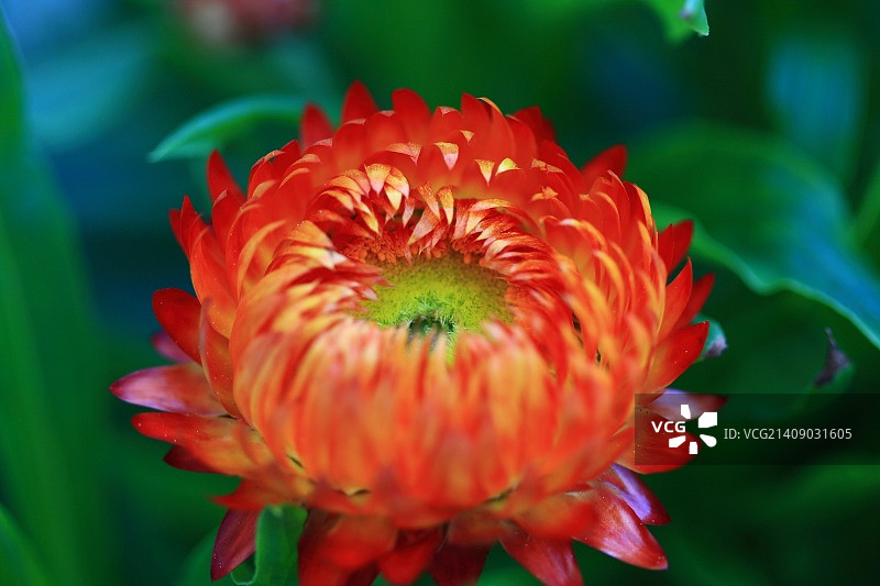 橙色麦秆菊图片素材