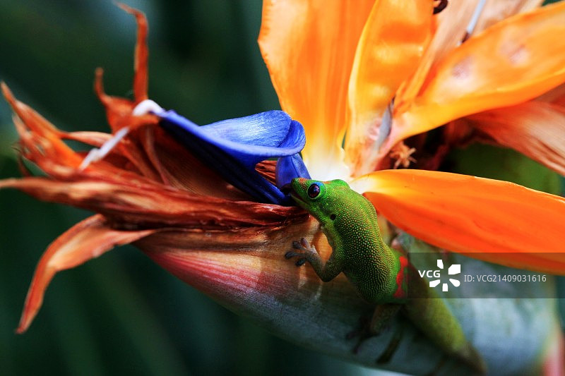 天堂鸟上的壁虎图片素材