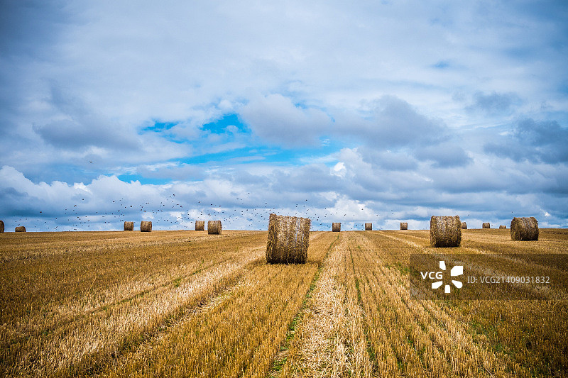 麦捆遍地图片素材