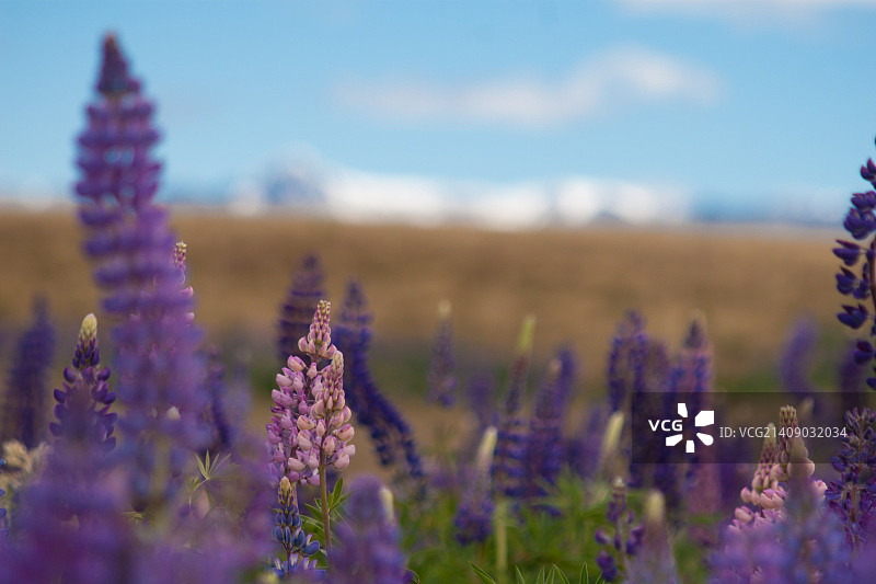 羽扇豆图片素材