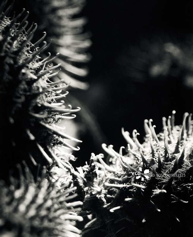 牛蒡刺图片素材