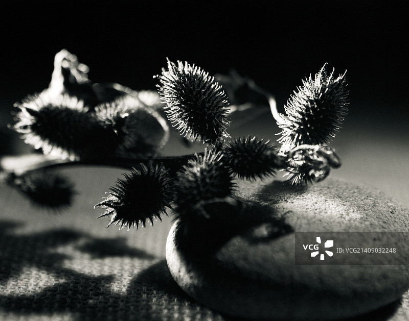 牛蒡刺图片素材