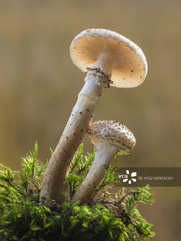 蜜环菌图片素材