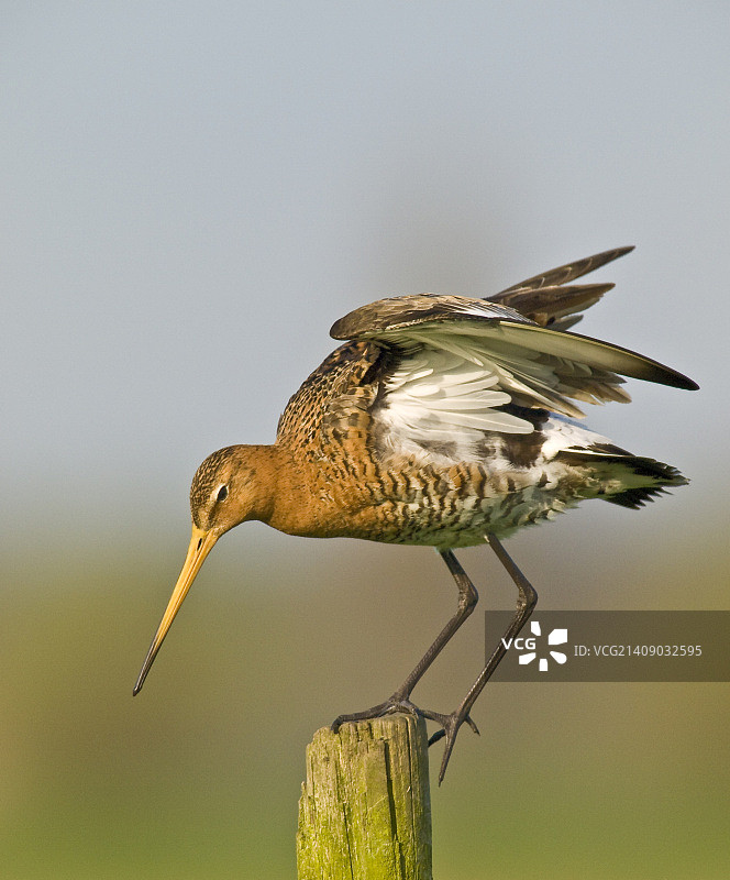 黑尾塍鹬图片素材