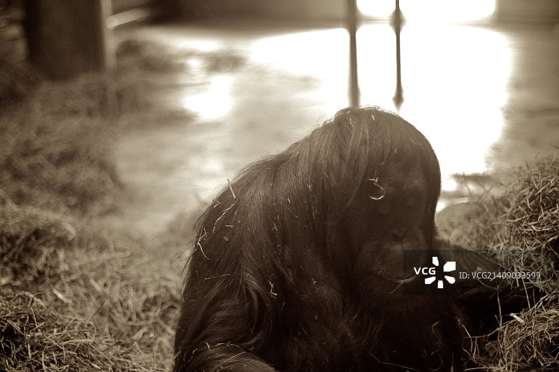 猩猩1图片素材