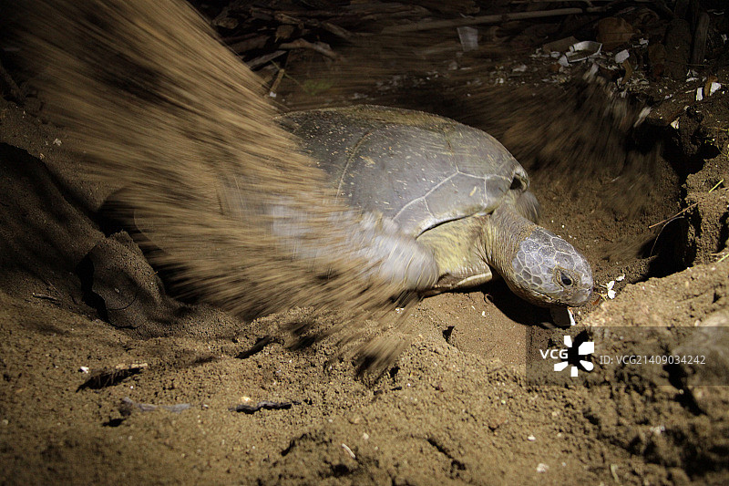 在圣多明各Guibia海滩筑巢的绿海龟图片素材