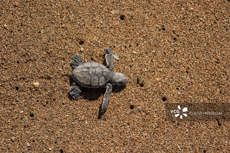 绿海龟图片素材