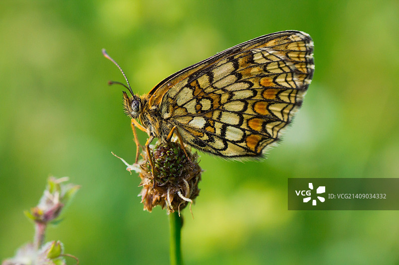 豆芫菁图片素材